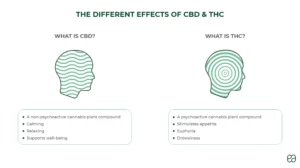 THC vs CBD? A question asked by so many people today. THC carts online is dedicated to educating the public on everything relevant. Enjoy